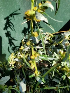spiny cocklebur thumbnail 3