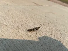 Masked Grasshopper thumbnail 2