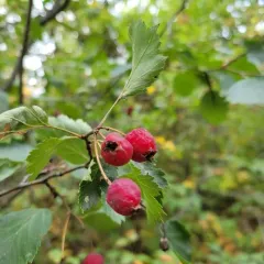fireberry hawthorn thumbnail 2