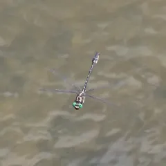 Arrow Clubtail thumbnail 3