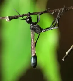 Ammophila mediata thumbnail 4