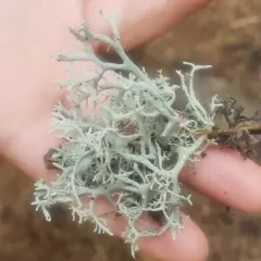 Common Antler Lichen thumbnail 3