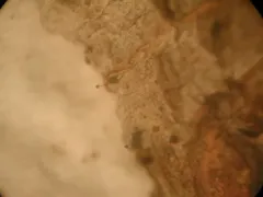 Cribraria violacea thumbnail 2