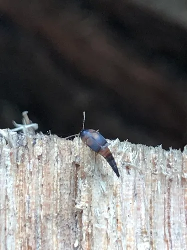 Sepedophilus littoreus