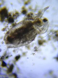 moor waterflea thumbnail 3