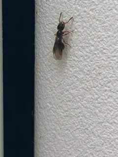 American Mite-eating Ant thumbnail 2