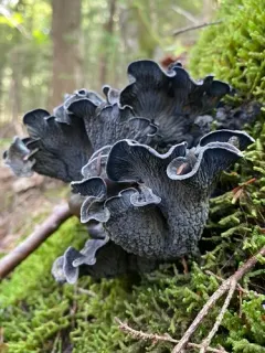 blue chanterelle thumbnail 1
