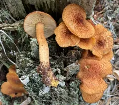 Tricholomopsis formosa thumbnail 1