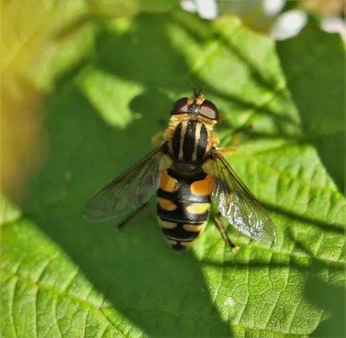 Obscure Marsh Fly
