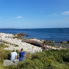 Blue Whale thumbnail 2