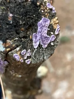 Phlebiopsis crassa thumbnail 2