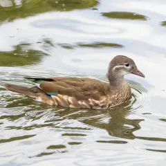 Mandarin Duck thumbnail 3