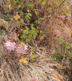 Belladonna Lily thumbnail 3