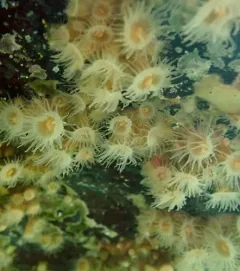 Orange Zoanthid thumbnail 3