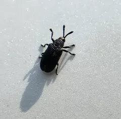 Microrhopala excavata thumbnail 3
