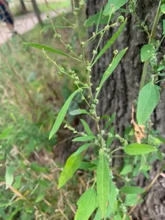 Woodland Goosefoot thumbnail 2