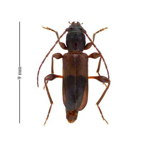 Phymatodes dimidiatus