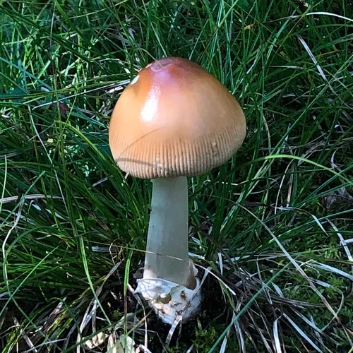 Tawny Grisette