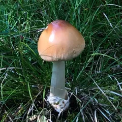 Tawny Grisette thumbnail 1