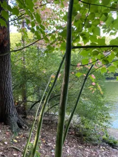 Manchurian Striped Maple thumbnail 4