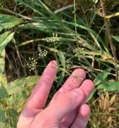 stiff cowbane thumbnail 3