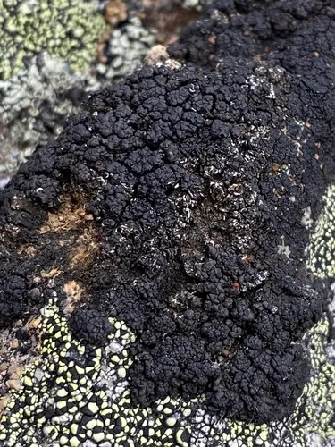 Pulvinora pringlei