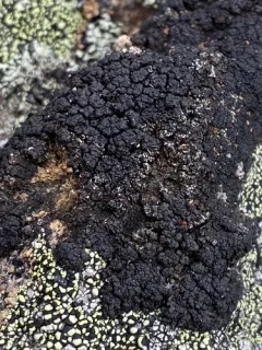 Pulvinora pringlei thumbnail 1