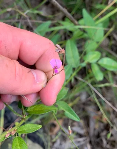 perplexed tick-trefoil