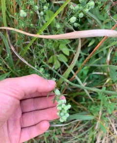 Rhopalomyia gemmaria thumbnail 2