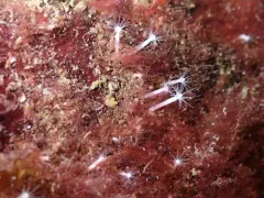 Similiclava nivea thumbnail 1