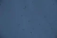 Mesenchytraeus solifugus thumbnail 2