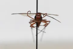 Ageniella accepta thumbnail 1