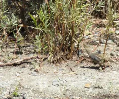 Mountain Quail thumbnail 2