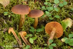 Cortinarius pellstonianus thumbnail 4
