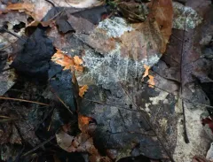 Hypomyces armeniacus thumbnail 3