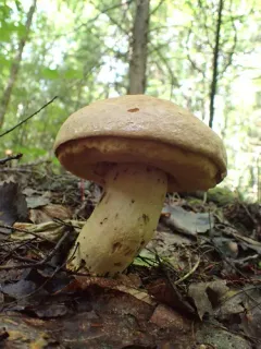 False King Bolete thumbnail 2