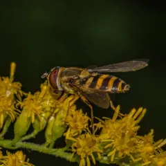 Yellow-legged Flower Fly thumbnail 3