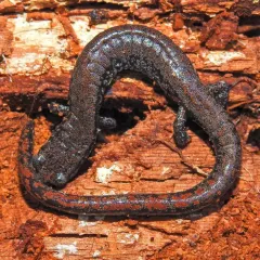 Oregon Slender Salamander thumbnail 3