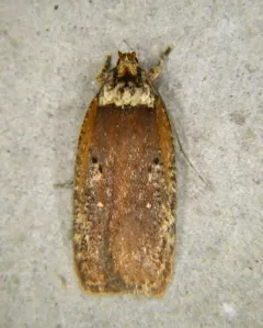 Walsingham's Agonopterix Moth thumbnail 4