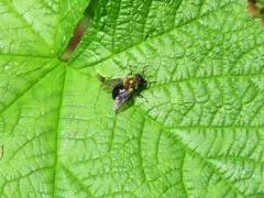 Greenish Wood Fly thumbnail 1