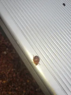 Broken-dashed Lady Beetle thumbnail 3