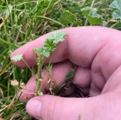 Common Mallow thumbnail 2