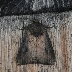 Iris Borer Moth thumbnail 3