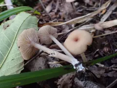 Entoloma subserrulatum thumbnail 2