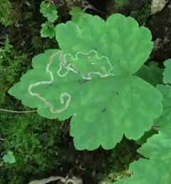 Phytomyza tigris thumbnail 2