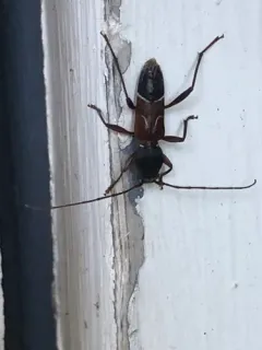 Grape Trunk Borer thumbnail 3