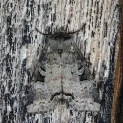 Iris Rover Moth thumbnail 3