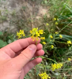 Black Mustard thumbnail 3