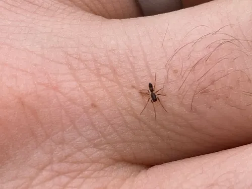 Ant Sheet-web Weaver