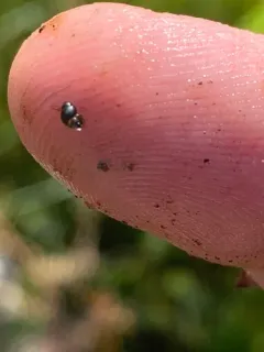 Kings River Pyrg thumbnail 2